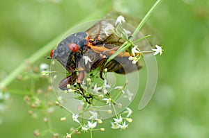 Periodical Cicada photo