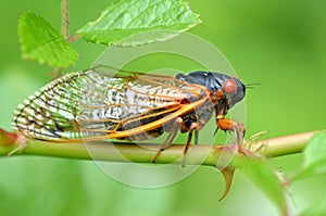 Periodical Cicada