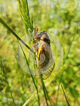 Periodical cicada insect rests on field grass in Virginia photo