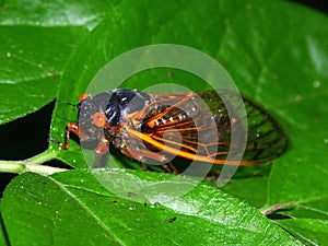 Periodical Cicada (Magicicada septendecim) photo