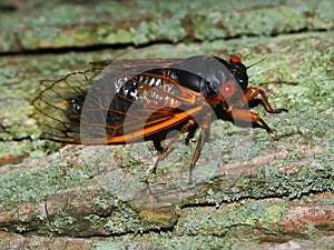 Periodical Cicada (Magicicada septendecim) photo