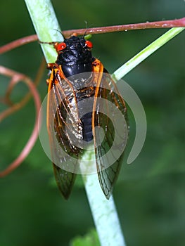 Periodical Cicada (Magicicada septendecim) photo