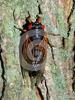 Periodical Cicada (Magicicada septendecim)