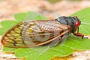 Periodical Cicada (magicicada species) photo