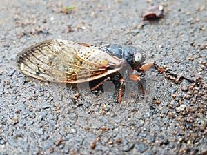 Periodical cicada with rare white eyes on a sidewalk or driveway photo