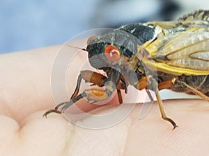 Periodical cicada sits on a person& x27;s hand photo