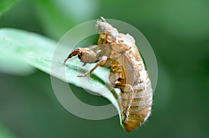 Periodical Cicada Skin