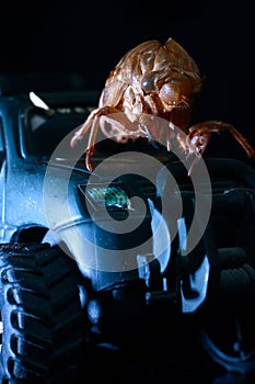 Periostracum cicadae and suv