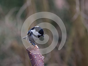 Periparus ater titmouse