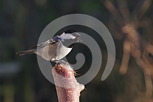 Periparus ater titmouse