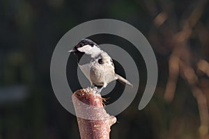 Periparus ater titmouse