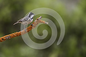 Periparus ater - the Titmouse is a species of passerine bird in the Paridae family