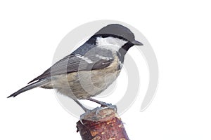 Periparus ater titmouse photo