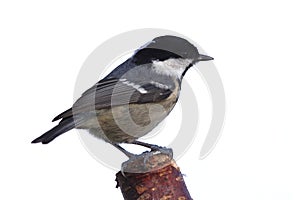 Periparus ater titmouse