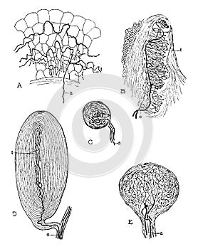 Peripheral Nerve Beginnings, vintage illustration