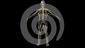 Peripheral nervous system