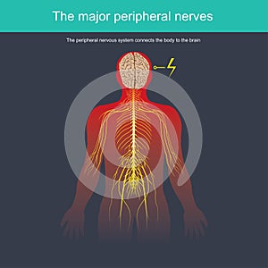 The peripheral nervous system connects the body photo