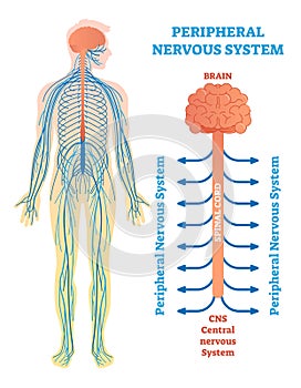 Peripheral nervous system, medical vector illustration diagram with brain, spinal cord and nerves.