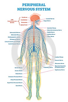 Peripheral nervous system, medical vector illustration diagram with full body nerve scheme.