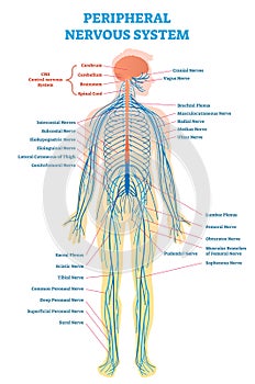 Peripheral nervous system, medical vector illustration diagram with full body nerve scheme. photo