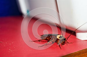 Periplaneta cockroach, known as red cockroach or American cockroach,walking along the wall of the house, fear of cockroach