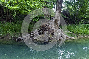 A perishing tree by the river in the forest