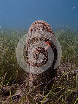 Periska (Pinna nobilis) photo