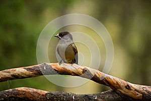 Perisoreus infaustus. Wildlife of Finland. Free nature. From bird life.