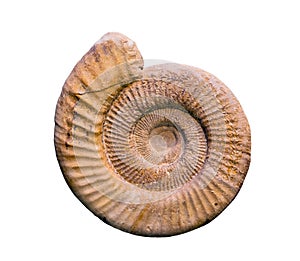 Fossil of Perisphinctes, an extinct genus of ammonite cephalopod from the Late Jurassic period. photo