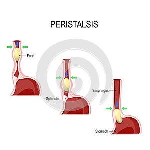 Peristalsis. esophageal motility