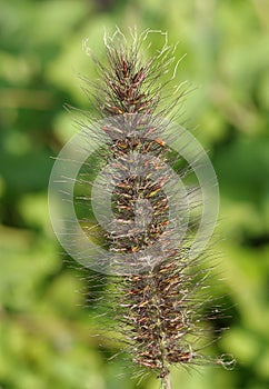 Peristostuple bristly plant