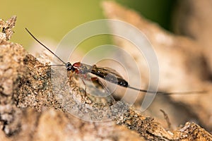 Perithous Ichneumon wasp with long ovipositor