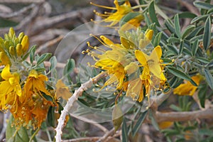 Peritoma Arborea Bloom - Sonoran Desert - 022322