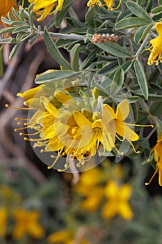 Peritoma Arborea Bloom - Sonoran Desert - 022322