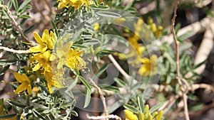 Peritoma Arborea Bloom - Sonoran Desert - 022322