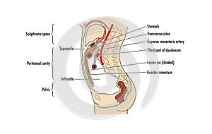 The peritoneal cavity