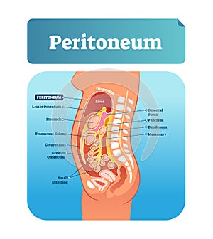 Peritoneum vector illustration. Labeled medical membrane location scheme.