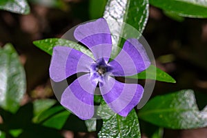 Periwinkle blooms, close-up. Periwinkle is a spring plant with green glossy leaves and light purple flowers.