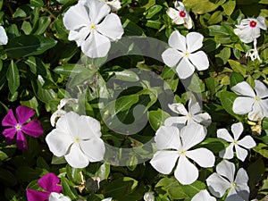 Periwinkle, Catharanthus rosea, Madagascar Periwinkle, Vinca, Apocynaceae name flower white and pink color springtime in garden on