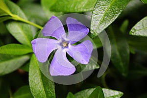 Periwinkle flower