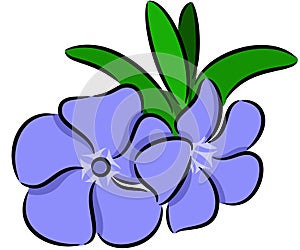 Periwinkle Flower