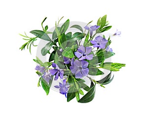 Periwinkle flower, bouquet of blue wildflowers on white background photo