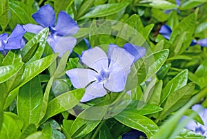 Periwinkle flower close-up