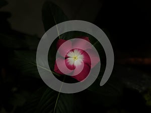 Periwinkle flower close-up