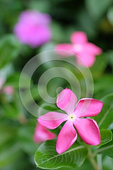 periwinkle flower close up on background