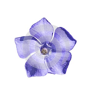 Periwinkle flower close up isolated on a white background
