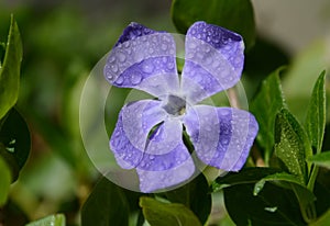 Periwinkle flower close-up