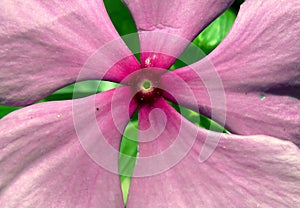 Periwinkle Flower closeup