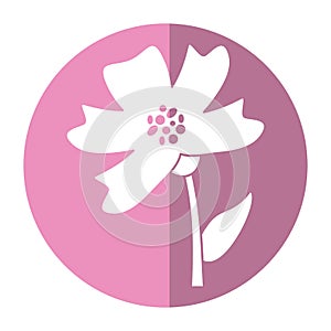 periwinkle flower decoration image shadow