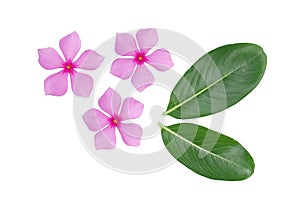 periwinkle flower and green leaf